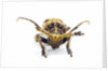 Long horned beetle Xylorrniza adusta head on view by Anonymous