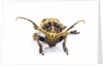 Long horned beetle Xylorrniza adusta head on view by Anonymous
