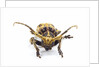 Long horned beetle Xylorrniza adusta head on view by Anonymous