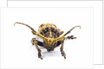 Long horned beetle Xylorrniza adusta head on view by Anonymous