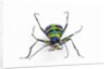 Small colorful beetle from Korea Cicindela chinensis by Anonymous