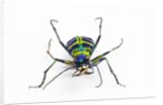 Small colorful beetle from Korea Cicindela chinensis by Anonymous