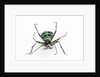 Small colorful beetle from Korea Cicindela chinensis by Anonymous