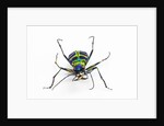 Small colorful beetle from Korea Cicindela chinensis by Anonymous