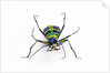 Small colorful beetle from Korea Cicindela chinensis by Anonymous