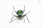 Small colorful beetle from Korea Cicindela chinensis by Anonymous