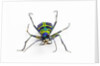 Small colorful beetle from Korea Cicindela chinensis by Anonymous