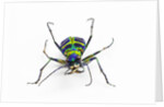 Small colorful beetle from Korea Cicindela chinensis by Anonymous