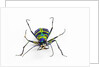 Small colorful beetle from Korea Cicindela chinensis by Anonymous