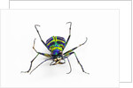 Small colorful beetle from Korea Cicindela chinensis by Anonymous