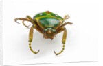 Head on view of flower beetle Stephanorrhina guttata by Anonymous