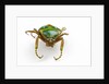 Head on view of flower beetle Stephanorrhina guttata by Anonymous