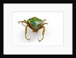 Head on view of flower beetle Stephanorrhina guttata by Anonymous
