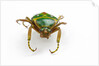 Head on view of flower beetle Stephanorrhina guttata by Anonymous