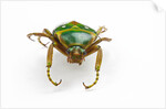 Head on view of flower beetle Stephanorrhina guttata by Anonymous