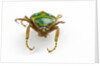 Head on view of flower beetle Stephanorrhina guttata by Anonymous