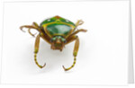 Head on view of flower beetle Stephanorrhina guttata by Anonymous