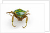 Head on view of flower beetle Stephanorrhina guttata by Anonymous