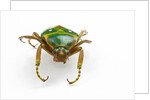 Head on view of flower beetle Stephanorrhina guttata by Anonymous