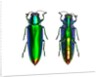 Jewel Beetle Chrysochroa fulminens green by Anonymous