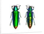 Jewel Beetle Chrysochroa fulminens green by Anonymous