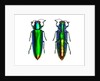 Jewel Beetle Chrysochroa fulminens green by Anonymous