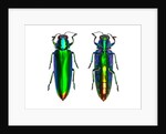 Jewel Beetle Chrysochroa fulminens green by Anonymous