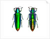 Jewel Beetle Chrysochroa fulminens green by Anonymous
