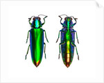 Jewel Beetle Chrysochroa fulminens green by Anonymous