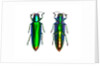 Jewel Beetle Chrysochroa fulminens green by Anonymous