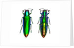 Jewel Beetle Chrysochroa fulminens green by Anonymous