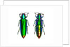Jewel Beetle Chrysochroa fulminens green by Anonymous
