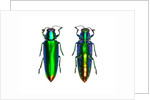 Jewel Beetle Chrysochroa fulminens green by Anonymous
