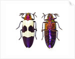 Jewel Beetle from Thailand Chrysochroa buqueti buqueti by Anonymous