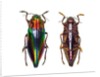 Top and underside view of jewel beetle Cyphogastra javanica by Anonymous