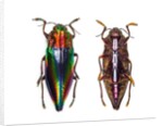 Top and underside view of jewel beetle Cyphogastra javanica by Anonymous