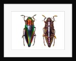 Top and underside view of jewel beetle Cyphogastra javanica by Anonymous