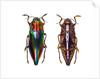 Top and underside view of jewel beetle Cyphogastra javanica by Anonymous