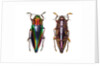 Top and underside view of jewel beetle Cyphogastra javanica by Anonymous