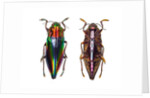 Top and underside view of jewel beetle Cyphogastra javanica by Anonymous