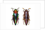 Top and underside view of jewel beetle Cyphogastra javanica by Anonymous