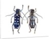 Top and underside display Glenea beatrix long horned beetle by Anonymous