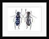 Top and underside display Glenea beatrix long horned beetle by Anonymous