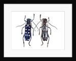 Top and underside display Glenea beatrix long horned beetle by Anonymous