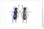 Top and underside display Glenea beatrix long horned beetle by Anonymous
