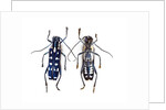 Top and underside display Glenea beatrix long horned beetle by Anonymous