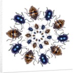 Beetle Circular design with small round beetles in the Chrysomelidae family by Anonymous
