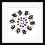 Beetle Circular design with small round beetles in the Chrysomelidae family by Anonymous