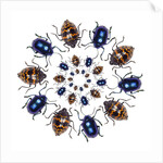 Beetle Circular design with small round beetles in the Chrysomelidae family by Anonymous