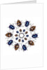 Beetle Circular design with small round beetles in the Chrysomelidae family by Anonymous